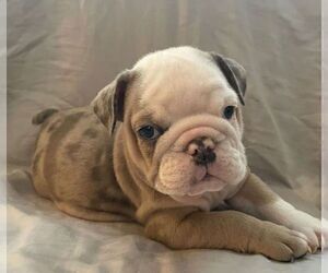 English Bulldog Puppy for sale in JOHNS ISLAND, SC, USA