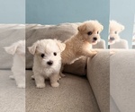 Maltipoo Puppy - Female Maltipoo (Toy) Puppy for Sale - Photo #13