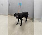 Small Labrador Retriever Mix