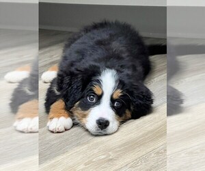 Bernese Mountain Dog Litter for sale in PEYTON, CO, USA