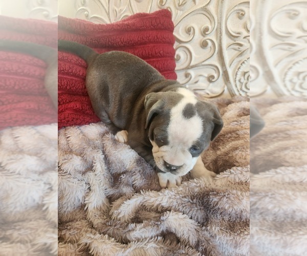 Medium Photo #3 Bulldog Puppy For Sale in FAIRFIELD, IA, USA