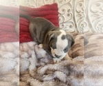 Small Photo #3 Bulldog Puppy For Sale in FAIRFIELD, IA, USA