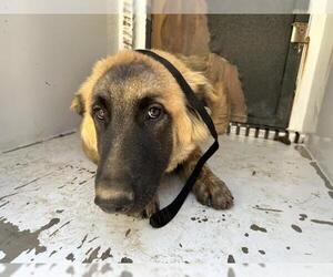 Anatolian Shepherd-Unknown Mix Dogs for adoption in Visalia, CA, USA