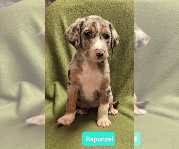 Medium Photo #2 Mutt Puppy For Sale in Richmond, IN, USA