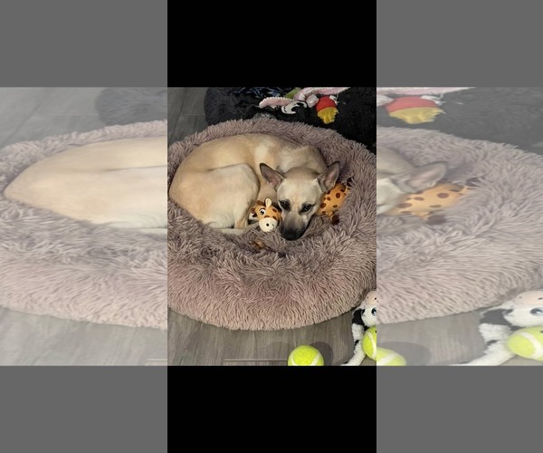 Medium Photo #4 Chihuahua-Unknown Mix Puppy For Sale in La Verne, CA, USA