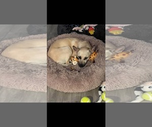 Venus - Female Chihuahua-Unknown Mix Dog for Adoption - Photo #4
