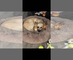 Small #3 Chihuahua Mix