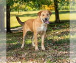Small #10 Great Pyrenees Mix