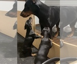 Small Photo #11 Doberman Pinscher Puppy For Sale in HUNTSBURG, OH, USA