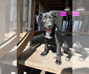 American Pit Bull Terrier-Labrador Retriever Mix Dogs for adoption in Brewster, NY, USA