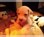 Small Photo #97 American Pit Bull Terrier-Labrador Retriever Mix Puppy For Sale in MOORESBORO, NC, USA