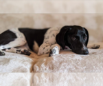 Small Photo #3 Beagle-Unknown Mix Puppy For Sale in Cranston, RI, USA
