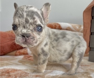 French Bulldog Puppy for sale in LAS VEGAS, NV, USA