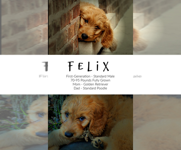 Medium Photo #8 Goldendoodle Puppy For Sale in LISBON, OH, USA