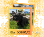 Image preview for Ad Listing. Nickname: Nibs