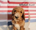 Small #2 Poodle (Standard) Mix