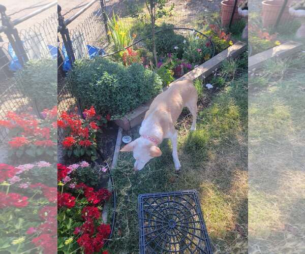 Medium Photo #2 Mutt Puppy For Sale in Paso Robles, CA, USA