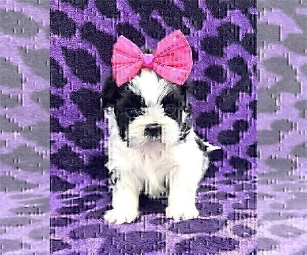 Medium Photo #2 Shih Tzu Puppy For Sale in WEST PALM BEACH, FL, USA