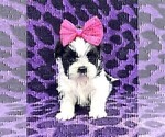 Small #1 Shih Tzu