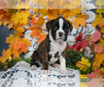 Small Photo #18 Boxer Puppy For Sale in SHILOH, OH, USA
