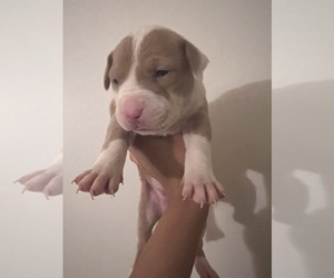 American Pit Bull Terrier Puppy for sale in GERMANTOWN, MD, USA
