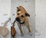 Small Beagle-German Shepherd Dog Mix