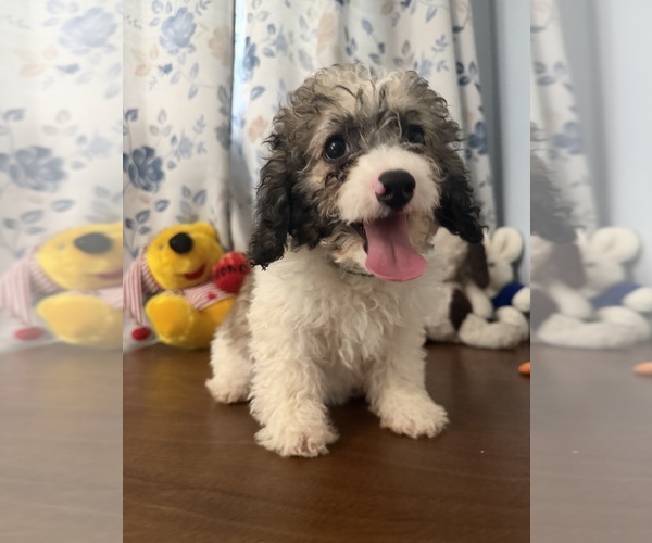 Medium Photo #6 Cockapoo (Miniature) Puppy For Sale in DURHAM, CT, USA
