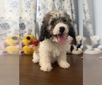 Litter of 4 - Male(s) and Female(s) Cockapoo (Miniature)Litter of Puppies for Sale - Photo #6