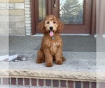 Small #4 Goldendoodle