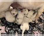 Small #10 English Cream Golden Retriever