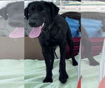Small #4 Borador