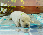 Puppy 4 English Cream Golden Retriever-Poodle (Standard) Mix