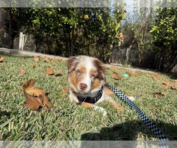 Medium Photo #5 Miniature Australian Shepherd Puppy For Sale in JACKSONVILLE, FL, USA