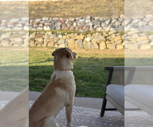 Tula - Female Labrador Retriever-Unknown Mix Dog for Adoption - Photo #5