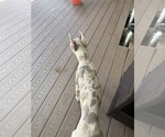 Small #1 Great Dane