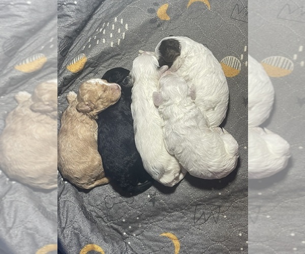 Medium Photo #1 Cavapoo Puppy For Sale in LAFAYETTE, TN, USA