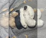 Image preview for Ad Listing. Nickname: Cavapoos