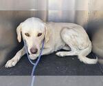 Small Labrador Retriever Mix