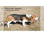 Small Photo #3 Basset Hound Puppy For Sale in CLARE, MI, USA