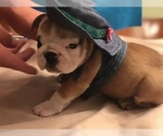 Small Photo #16 English Bulldog Puppy For Sale in STUART, FL, USA
