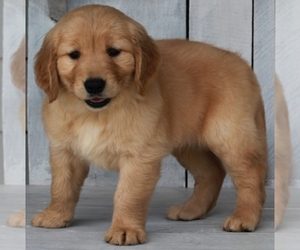 Golden Retriever Puppy for sale in FREDERICKSBURG, OH, USA