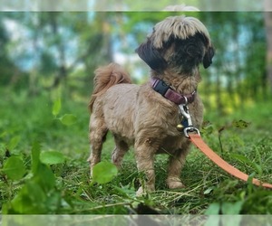Shih Tzu Puppy for Sale in AKRON, Ohio USA