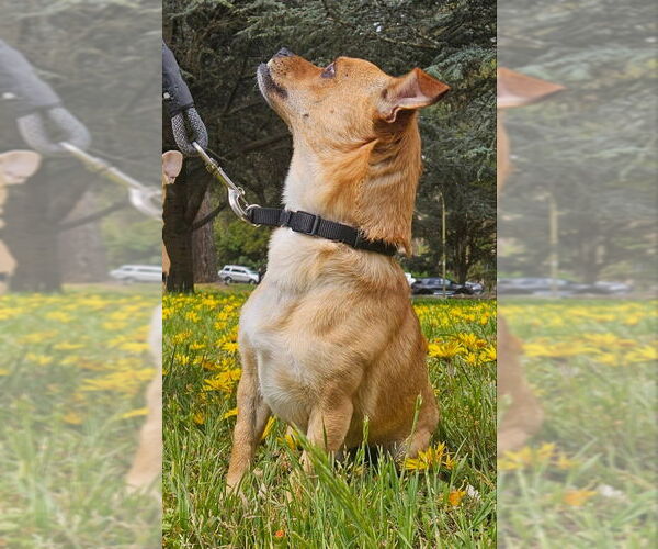 Medium Photo #5 Puggle Puppy For Sale in San Francisco, CA, USA