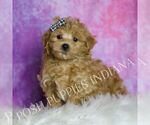 Small Photo #116 Maltipoo (Toy) Puppy For Sale in WARSAW, IN, USA