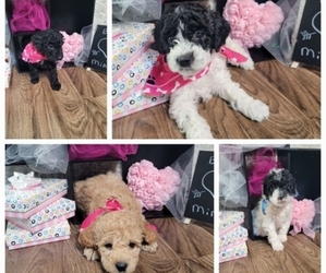 Poodle (Miniature) Puppy for sale in UNIONVILLE, MO, USA