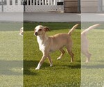 Small #4 Chihuahua Mix