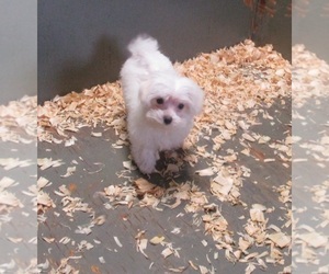 Maltese Puppy for sale in CARROLLTON, GA, USA