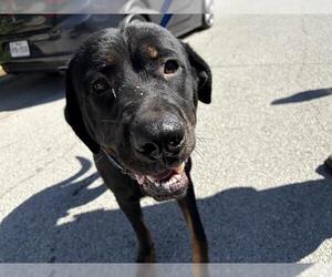 Rottweiler-Unknown Mix Dogs for adoption in Grand Prairie, TX, USA