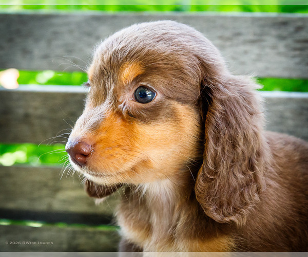 Medium Photo #12 Dachshund Puppy For Sale in WAKARUSA, IN, USA