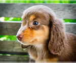 Small #11 Dachshund
